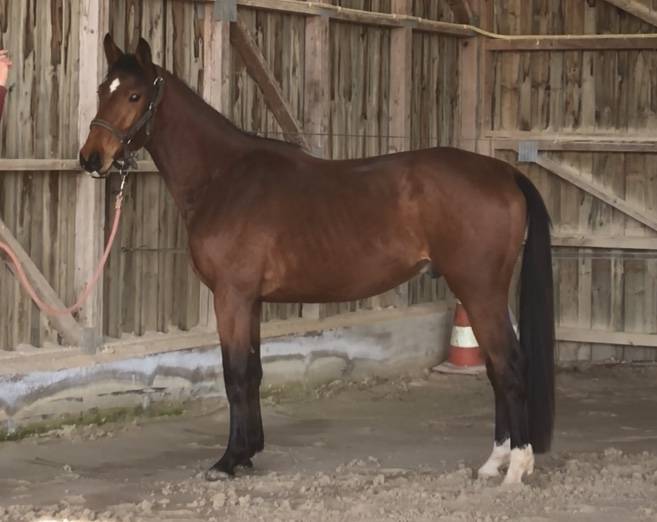 Caballo castrado Silla Francés En venta 2018 Bayo
