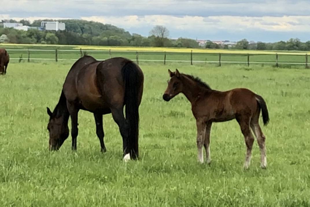 Caballo castrado Silla Francés En venta 2018 Bayo