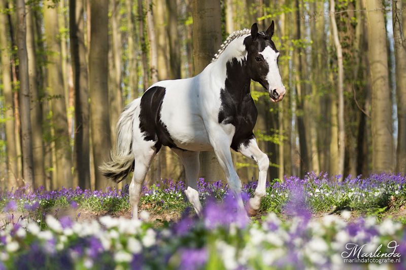 Frison / Barock Pinto - Frisón 2010