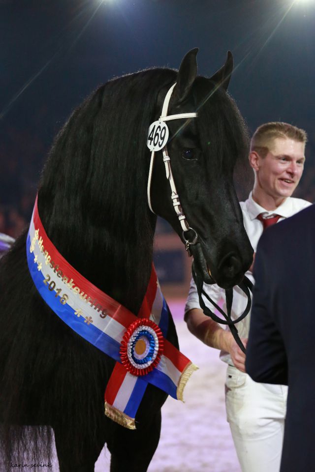 Frison / Barock Pinto - Frisón 2010