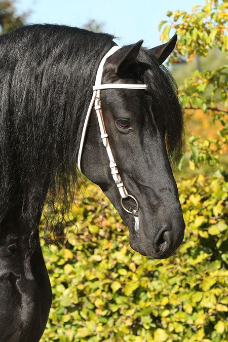 Frison / Barock Pinto - Frisón 2010