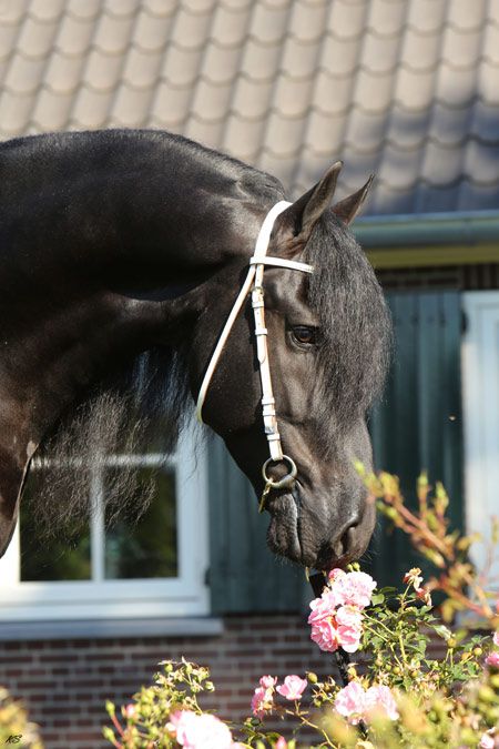 Frison / Barock Pinto - Frisón 2010