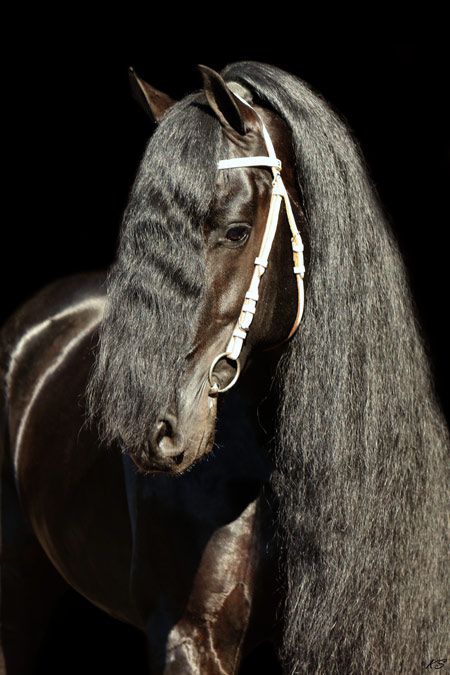 Frison / Barock Pinto - Frisón 2010