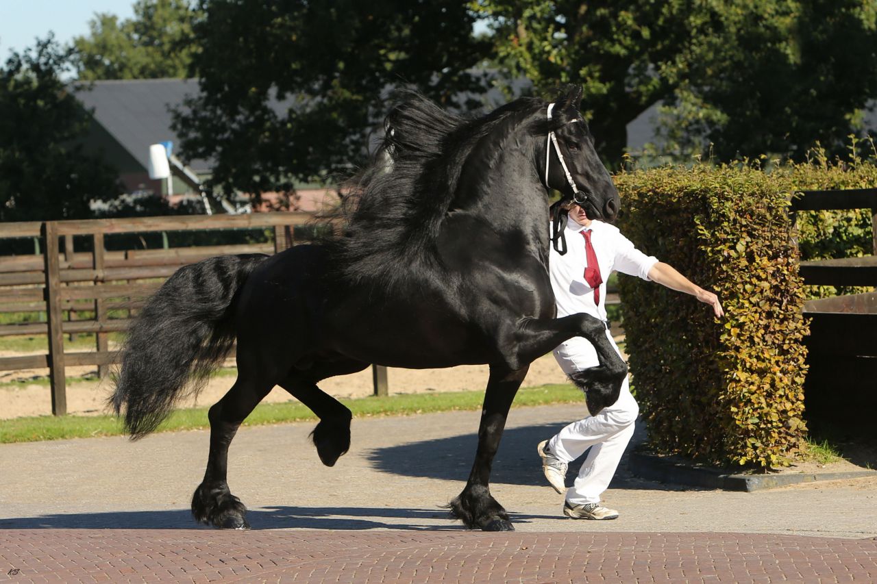 Frison / Barock Pinto - Frisón 2010