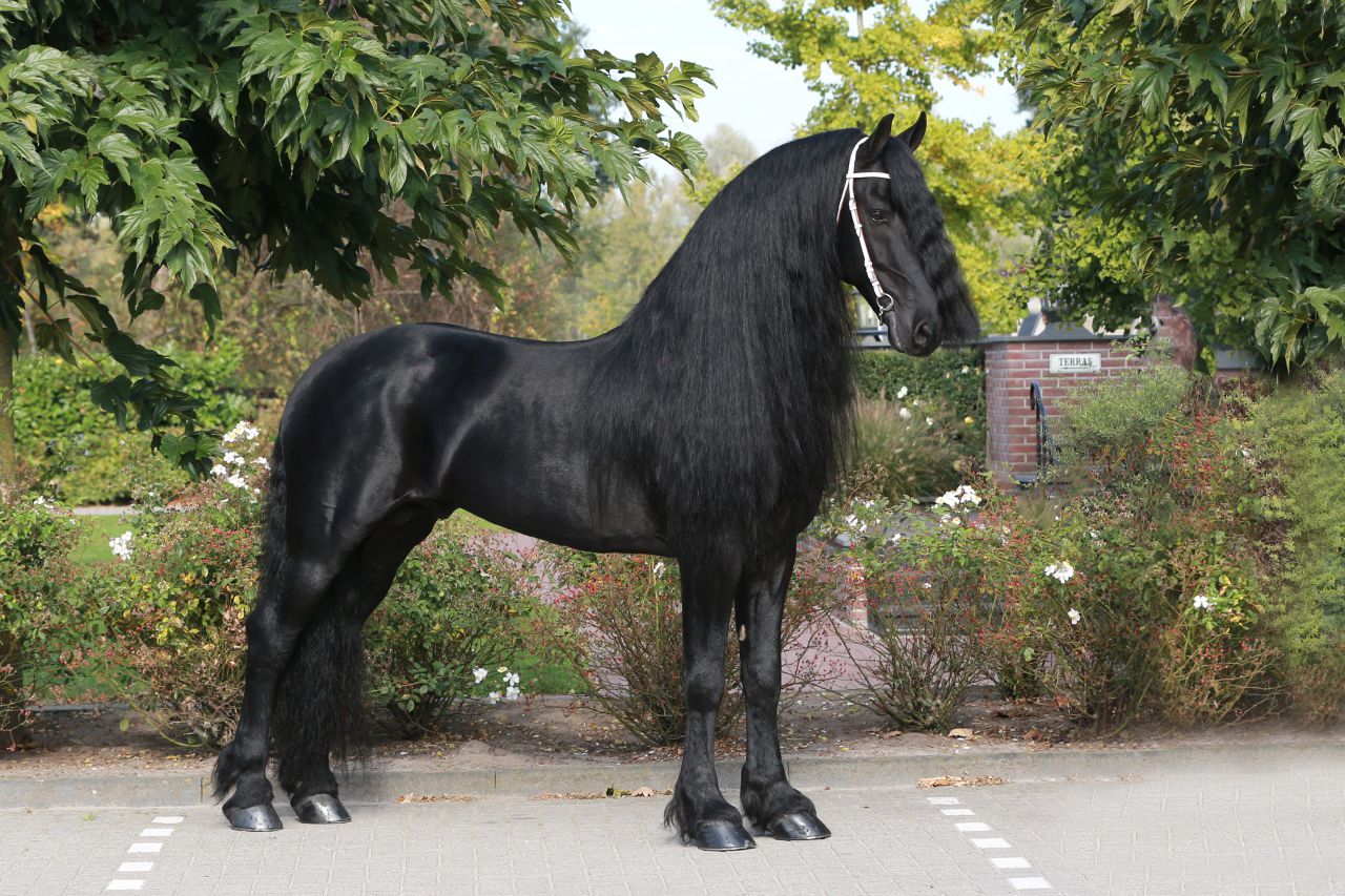 Frison / Barock Pinto - Frisón 2010