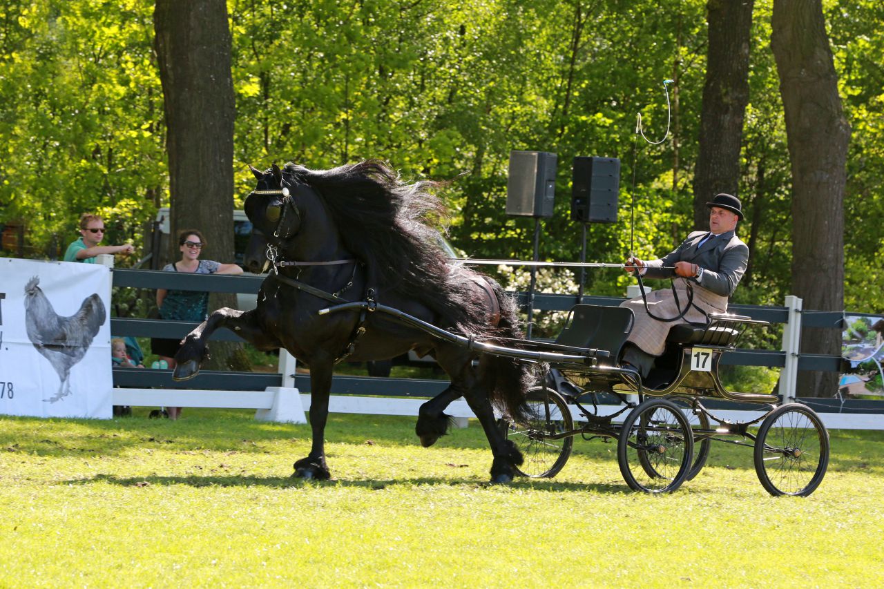 Frison / Barock Pinto - Frisón 2010