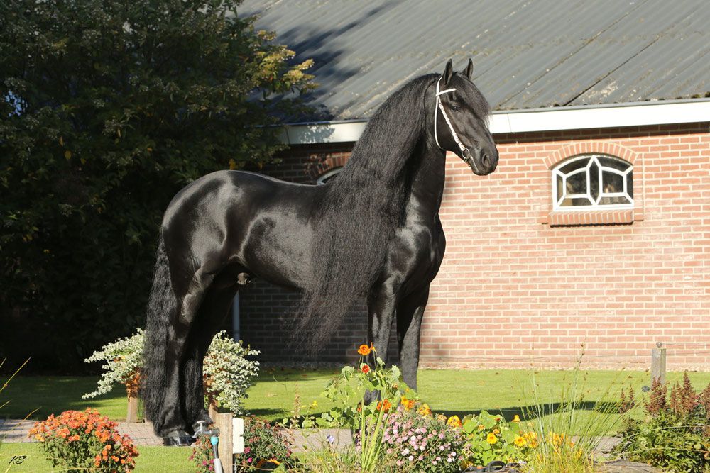 Frison / Barock Pinto - Frisón 2010