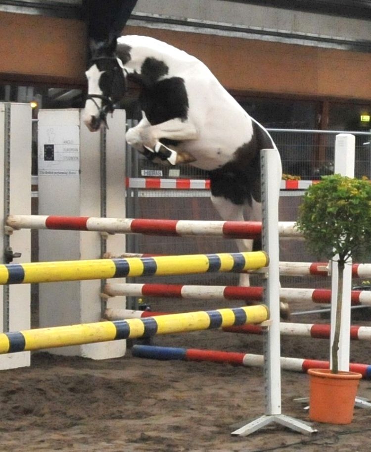 Frison / Barock Pinto - Frisón 2010