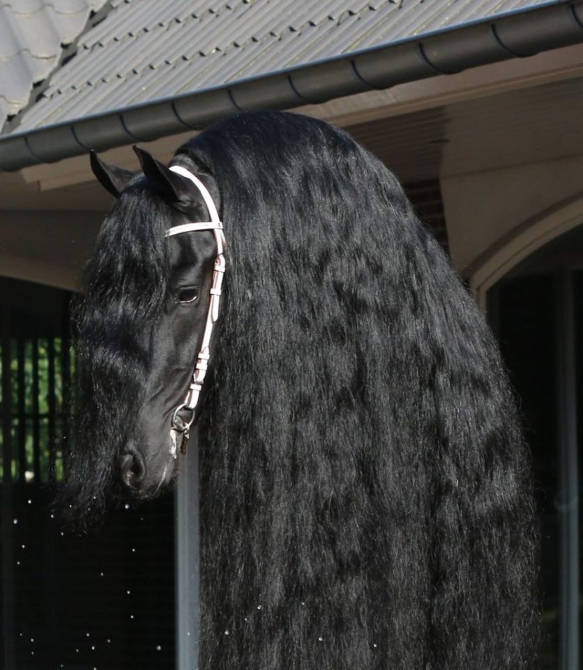 Frison / Barock Pinto - Frisón 2010