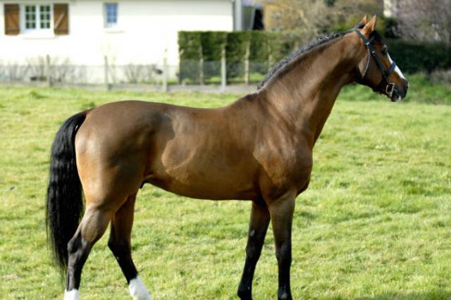 Lando - Caballo de Deporte Danés 1988 por LANCIER