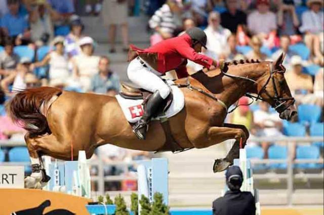 Tinka's Boy - KWPN Caballo de Deporte Neerlandés 1989 por ZUIDPOOL