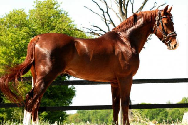 Tinka's Boy - KWPN Caballo de Deporte Neerlandés 1989 por ZUIDPOOL
