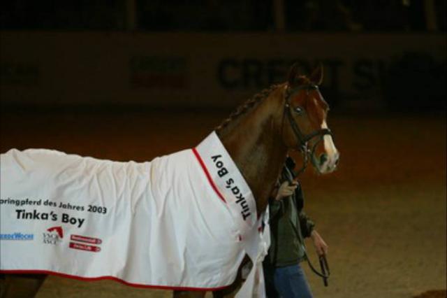 Tinka's Boy - KWPN Caballo de Deporte Neerlandés 1989 por ZUIDPOOL