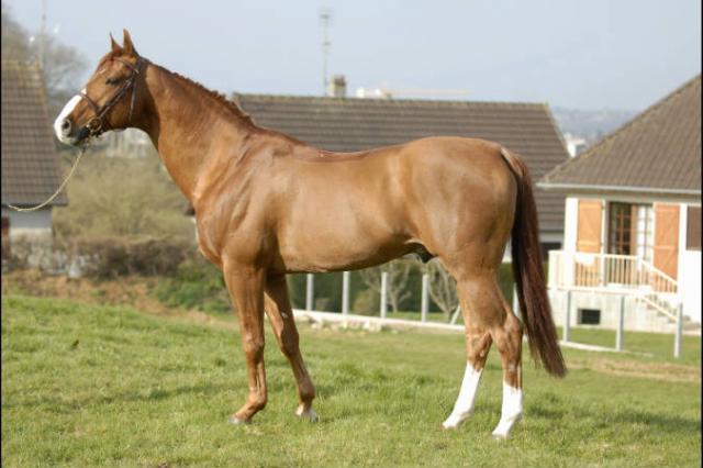 Tinka's Boy - KWPN Caballo de Deporte Neerlandés 1989 por ZUIDPOOL