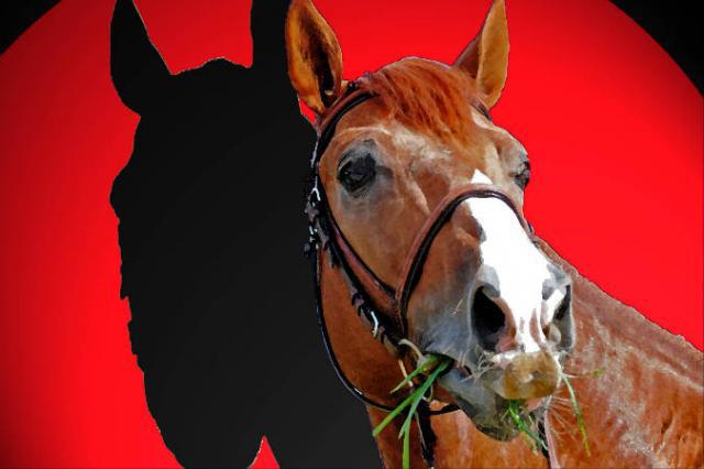 Tinka's Boy - KWPN Caballo de Deporte Neerlandés 1989 por ZUIDPOOL