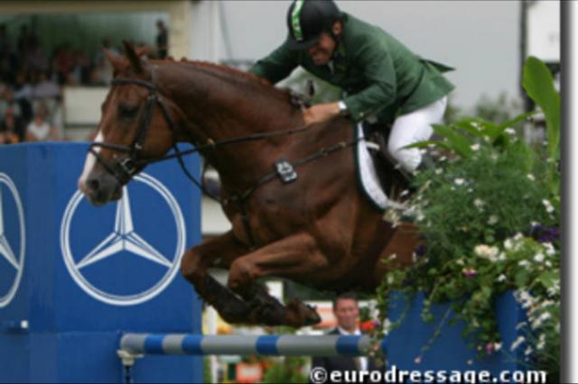 Tinka's Boy - KWPN Caballo de Deporte Neerlandés 1989 por ZUIDPOOL