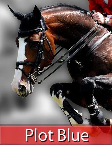 Plot Blue - KWPN Caballo de Deporte Neerland&eacute;s 1997 por MR BLUE