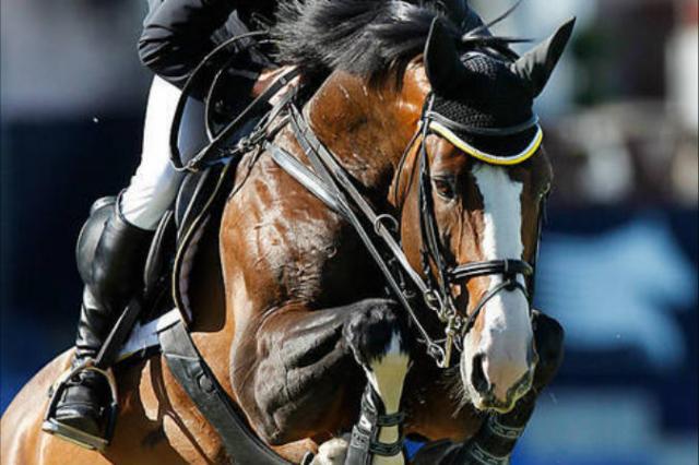 Plot Blue - KWPN Caballo de Deporte Neerland&eacute;s 1997 por MR BLUE