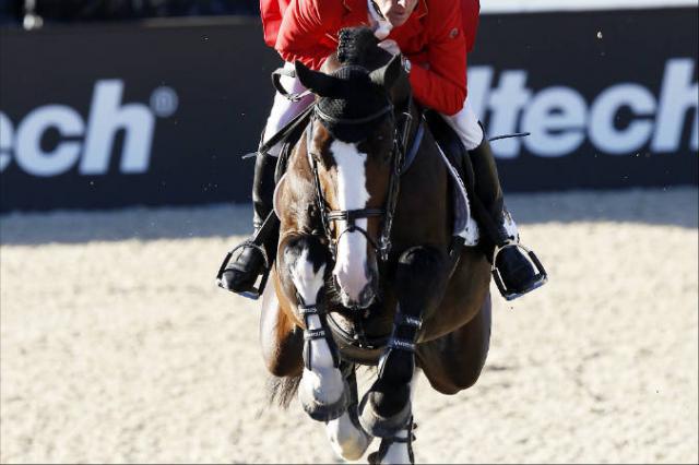 Plot Blue - KWPN Caballo de Deporte Neerland&eacute;s 1997 por MR BLUE