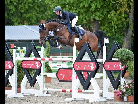 Million Dollar - BWP Caballo de Sangre Belga 2012 por PLOT BLUE