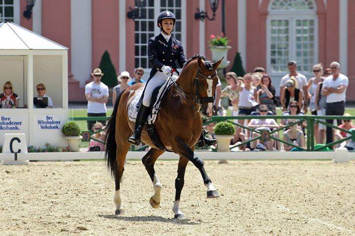 Don Quichot - BWP Caballo de Sangre Belga 2000 por QUITE EASY