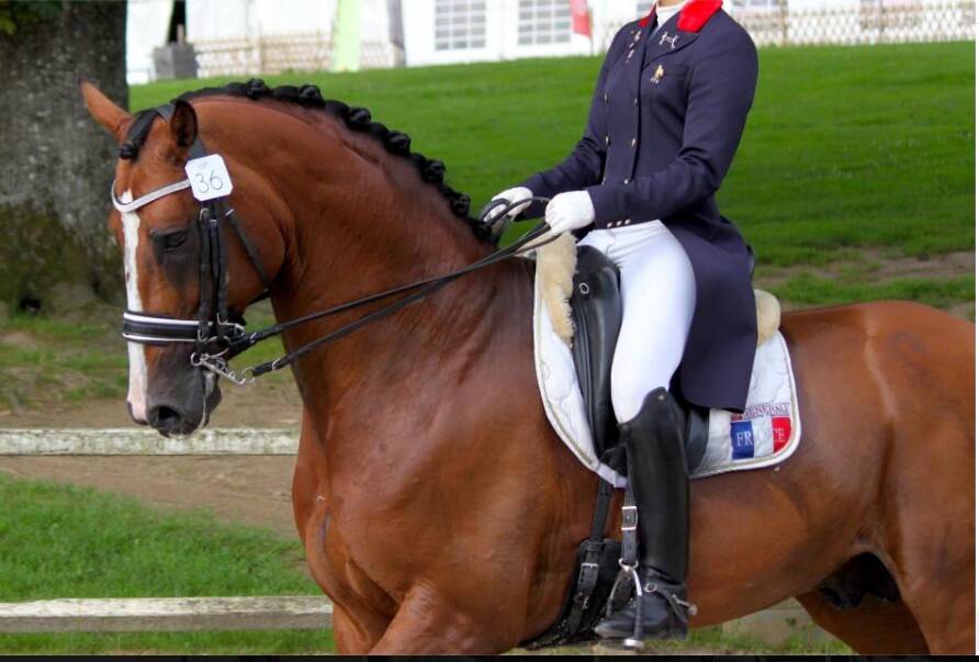 Don Quichot - BWP Caballo de Sangre Belga 2000 por QUITE EASY