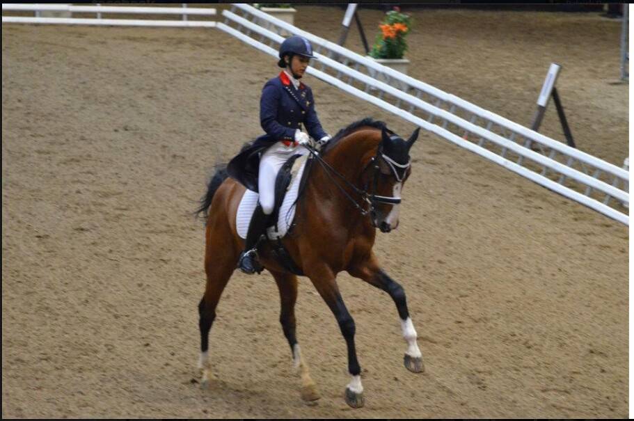 Don Quichot - BWP Caballo de Sangre Belga 2000 por QUITE EASY