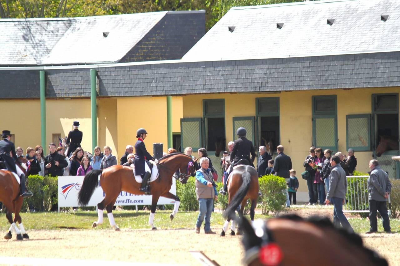 Don Quichot - BWP Caballo de Sangre Belga 2000 por QUITE EASY