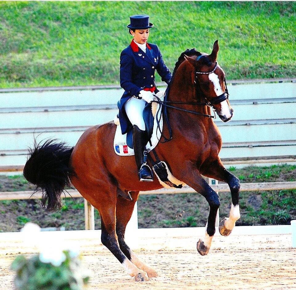 Don Quichot - BWP Caballo de Sangre Belga 2000 por QUITE EASY