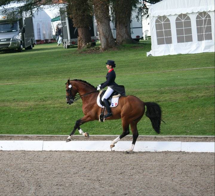 Don Quichot - BWP Caballo de Sangre Belga 2000 por QUITE EASY