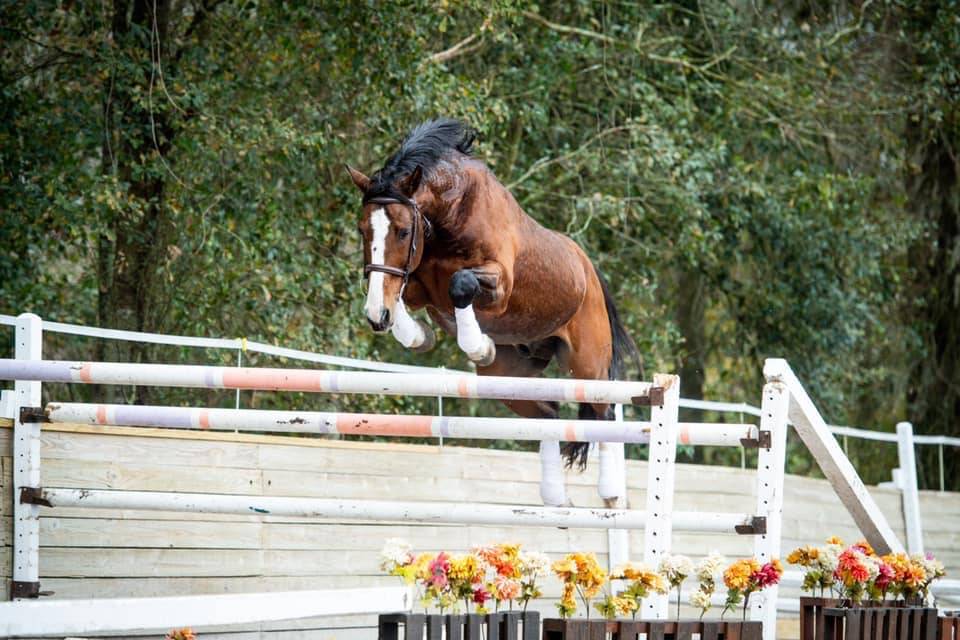 Don Quichot - BWP Caballo de Sangre Belga 2000 por QUITE EASY