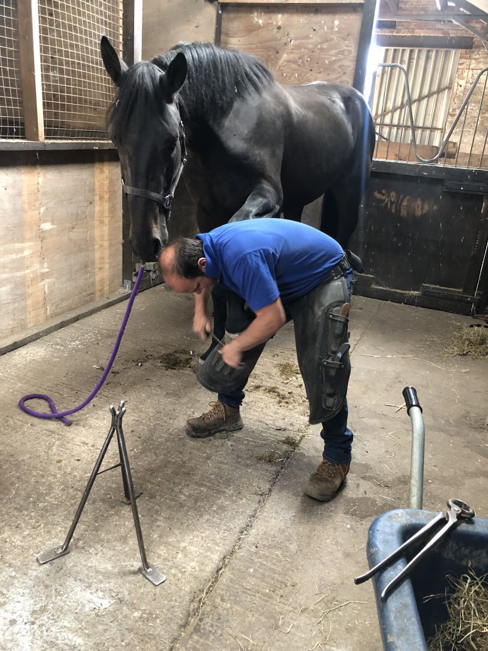 Caballo castrado AES Anglo European Studbook En venta 2016 Bayo moreno por Lynwood Constitution