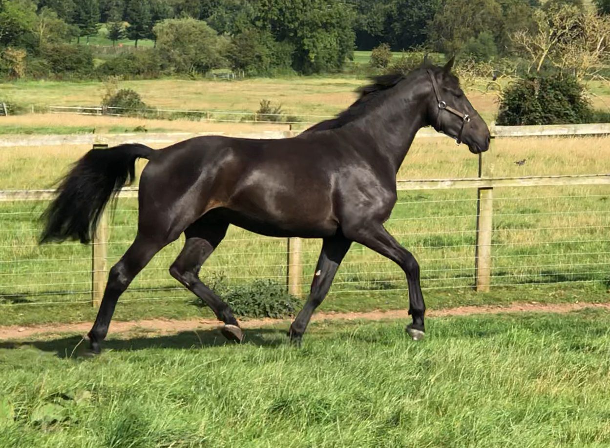 Caballo castrado AES Anglo European Studbook En venta 2016 Bayo moreno por Lynwood Constitution