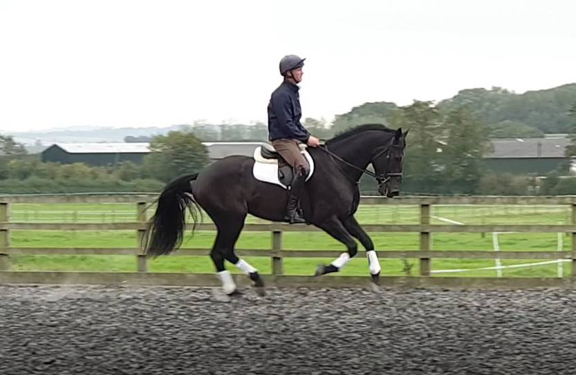 Caballo castrado AES Anglo European Studbook En venta 2016 Bayo moreno por Lynwood Constitution