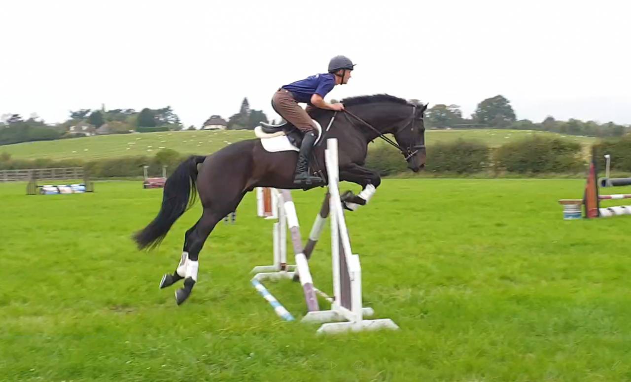 Caballo castrado AES Anglo European Studbook En venta 2016 Bayo moreno por Lynwood Constitution