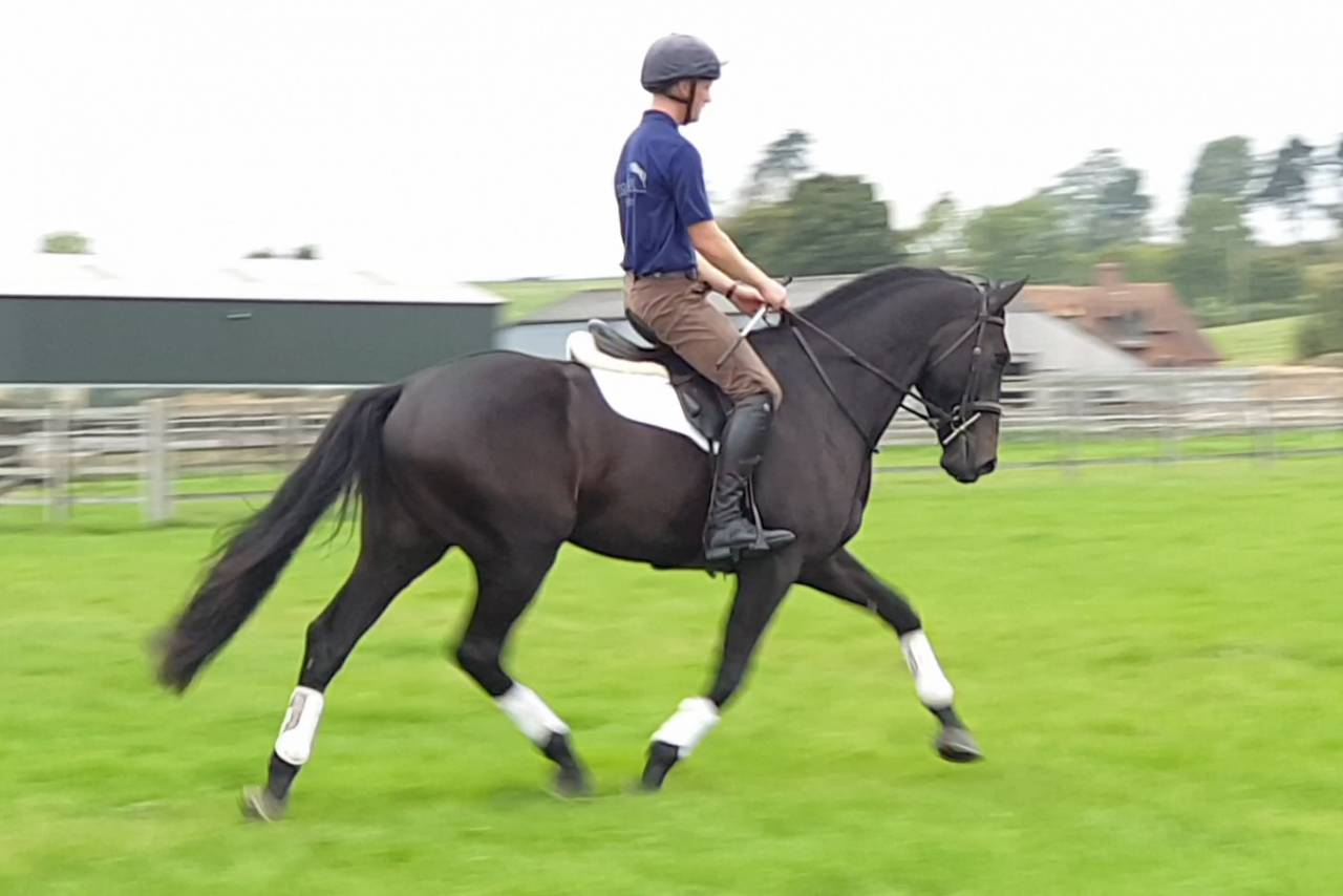 Caballo castrado AES Anglo European Studbook En venta 2016 Bayo moreno por Lynwood Constitution