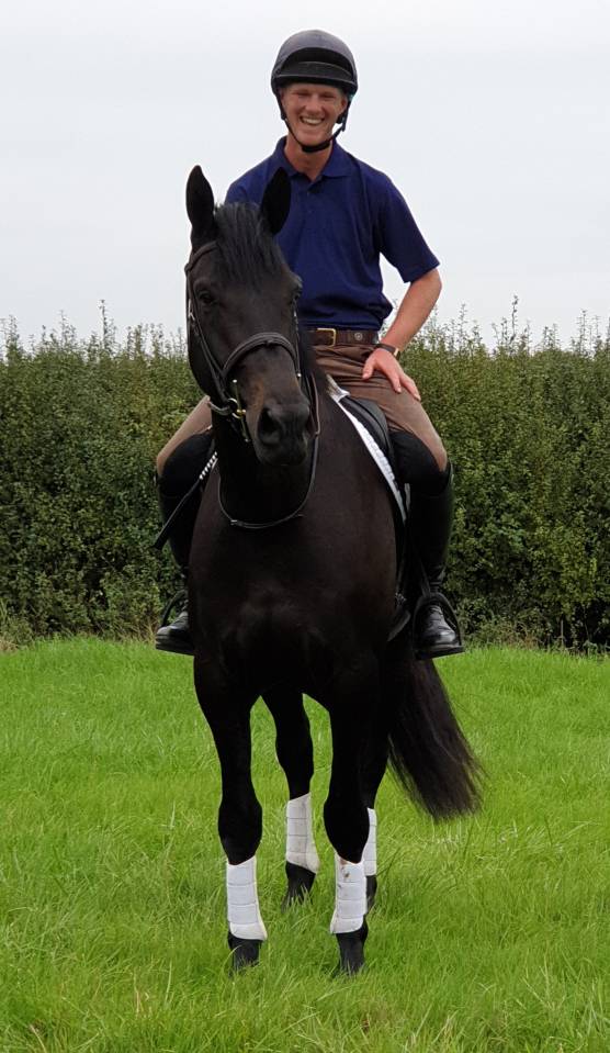 Caballo castrado AES Anglo European Studbook En venta 2016 Bayo moreno por Lynwood Constitution