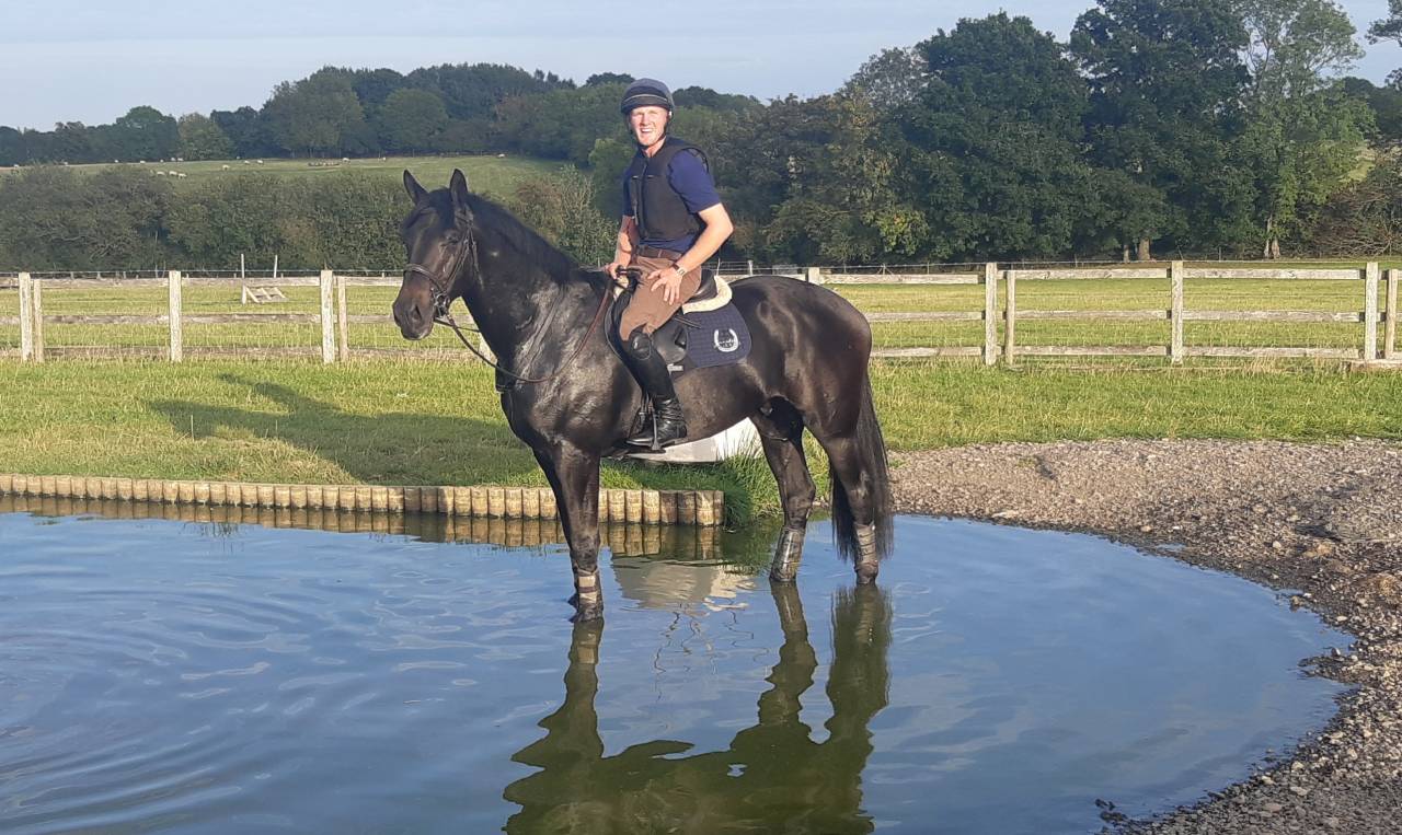 Caballo castrado AES Anglo European Studbook En venta 2016 Bayo moreno por Lynwood Constitution