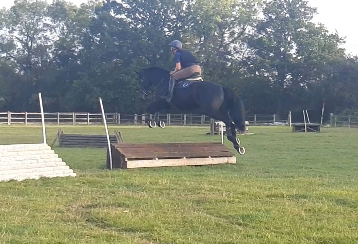 Caballo castrado AES Anglo European Studbook En venta 2016 Bayo moreno por Lynwood Constitution