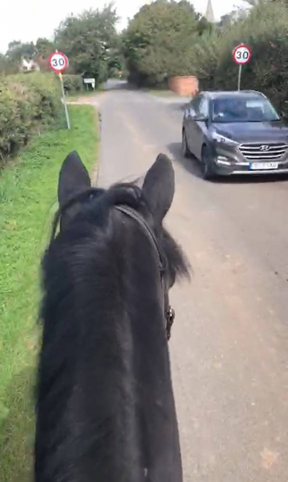 Caballo castrado AES Anglo European Studbook En venta 2016 Bayo moreno por Lynwood Constitution