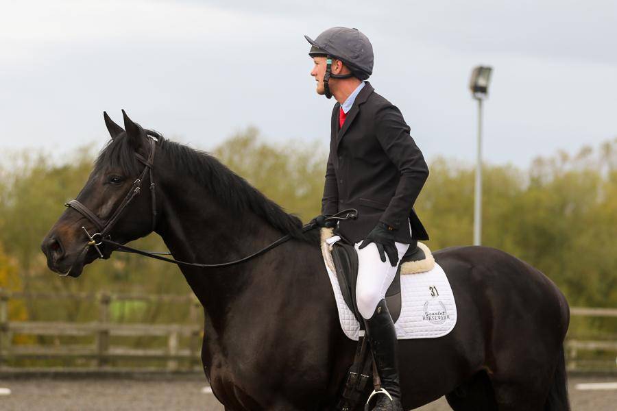 Caballo castrado AES Anglo European Studbook En venta 2016 Bayo moreno por Lynwood Constitution