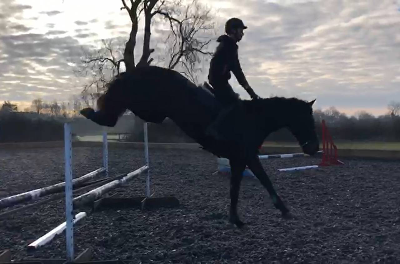 Caballo castrado AES Anglo European Studbook En venta 2016 Bayo moreno por Lynwood Constitution