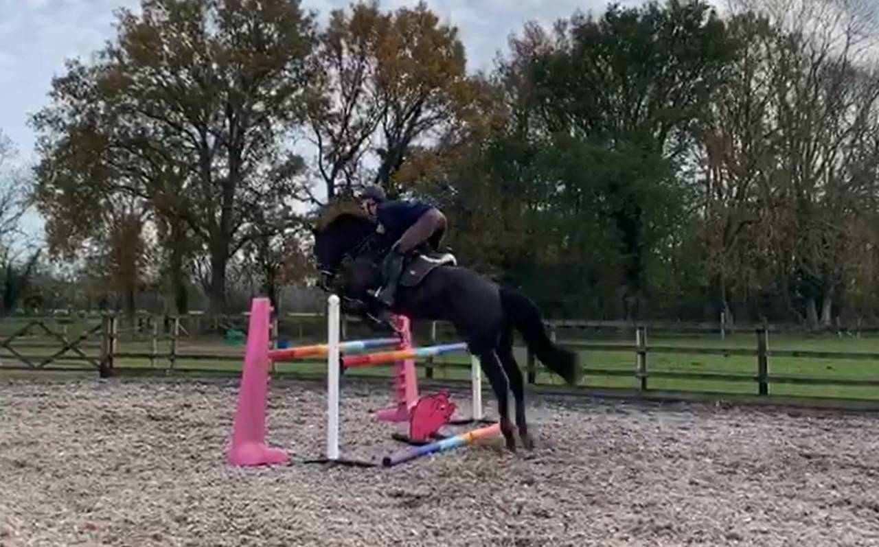 Caballo castrado AES Anglo European Studbook En venta 2016 Bayo moreno por Lynwood Constitution