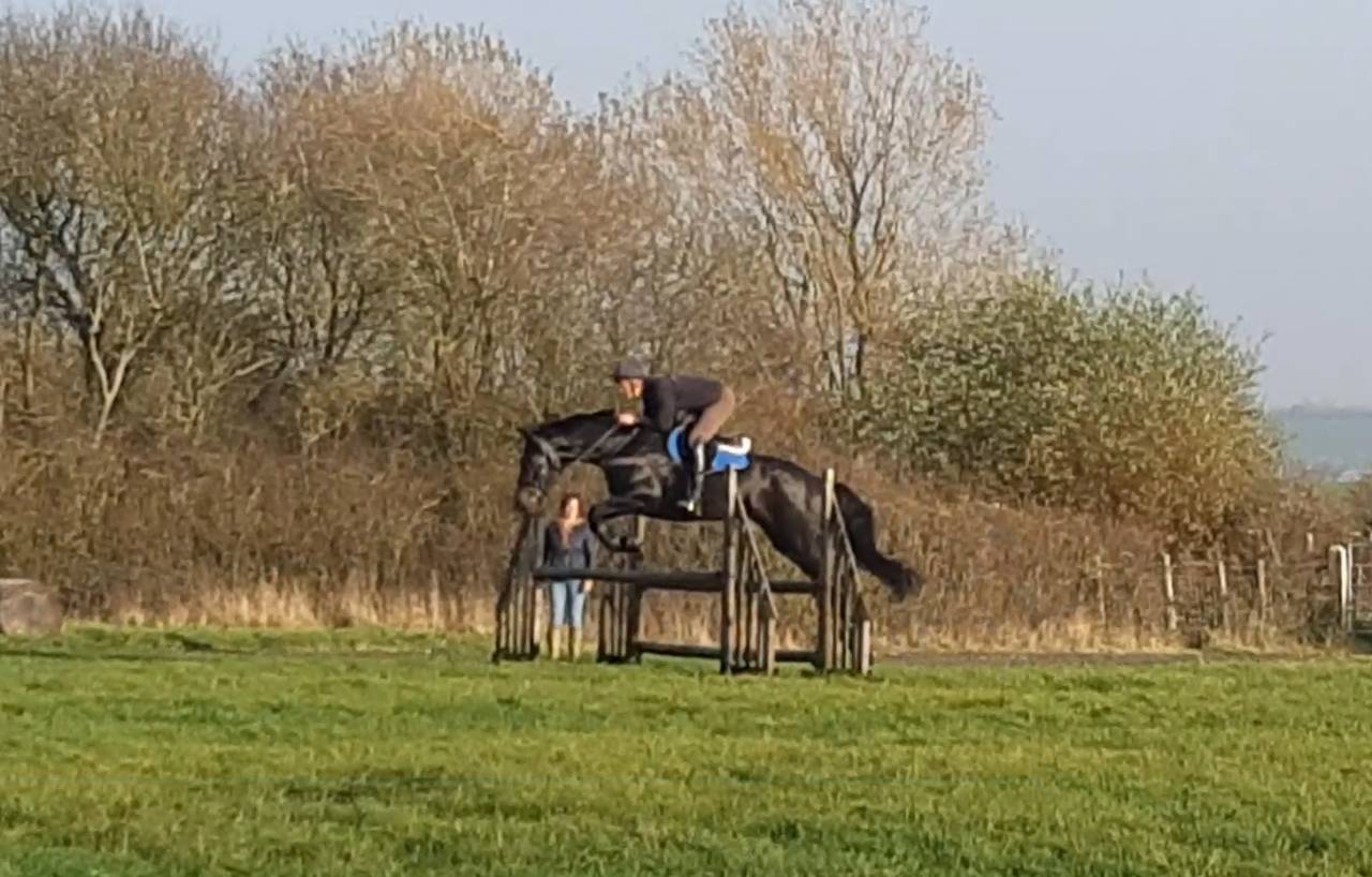 Caballo castrado AES Anglo European Studbook En venta 2016 Bayo moreno por Lynwood Constitution