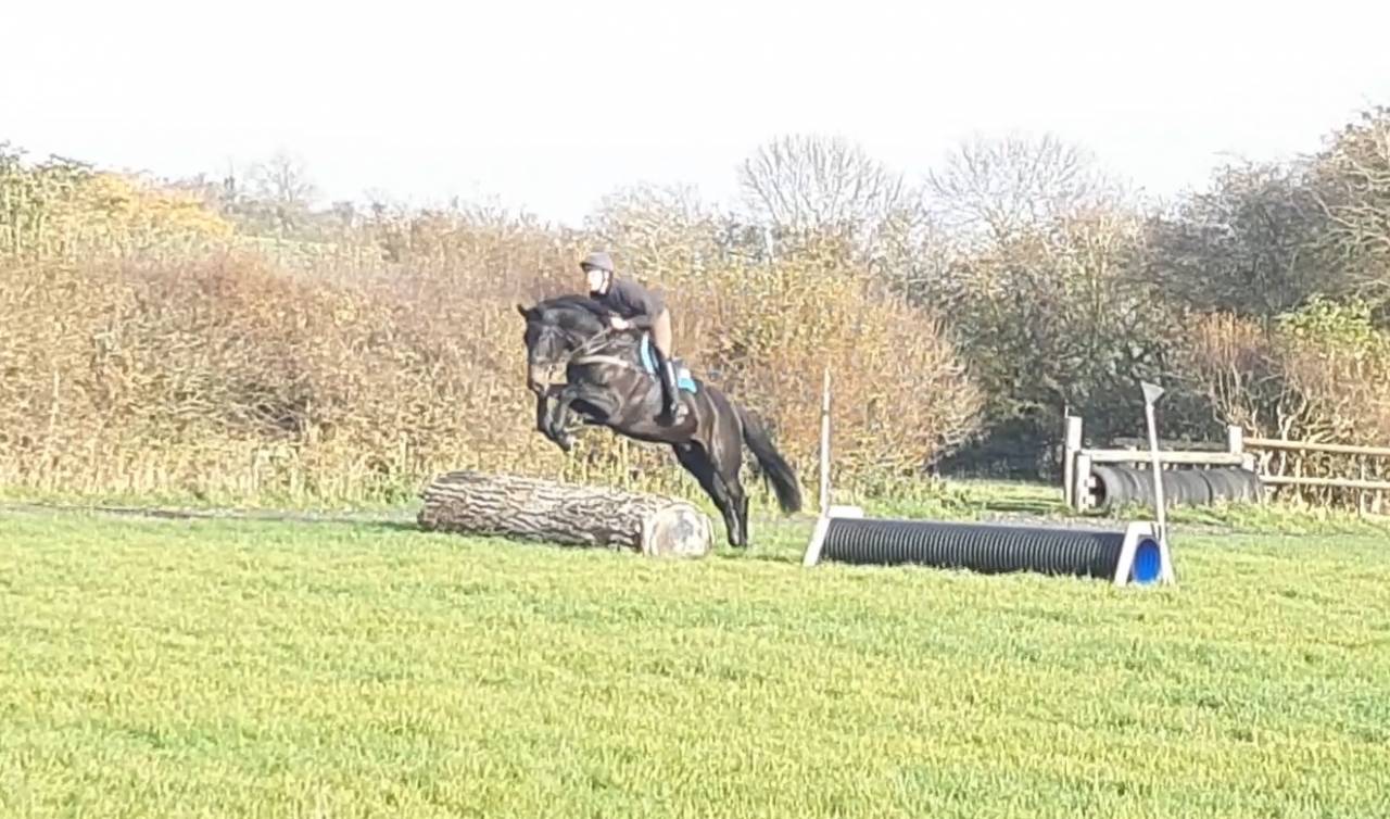 Caballo castrado AES Anglo European Studbook En venta 2016 Bayo moreno por Lynwood Constitution