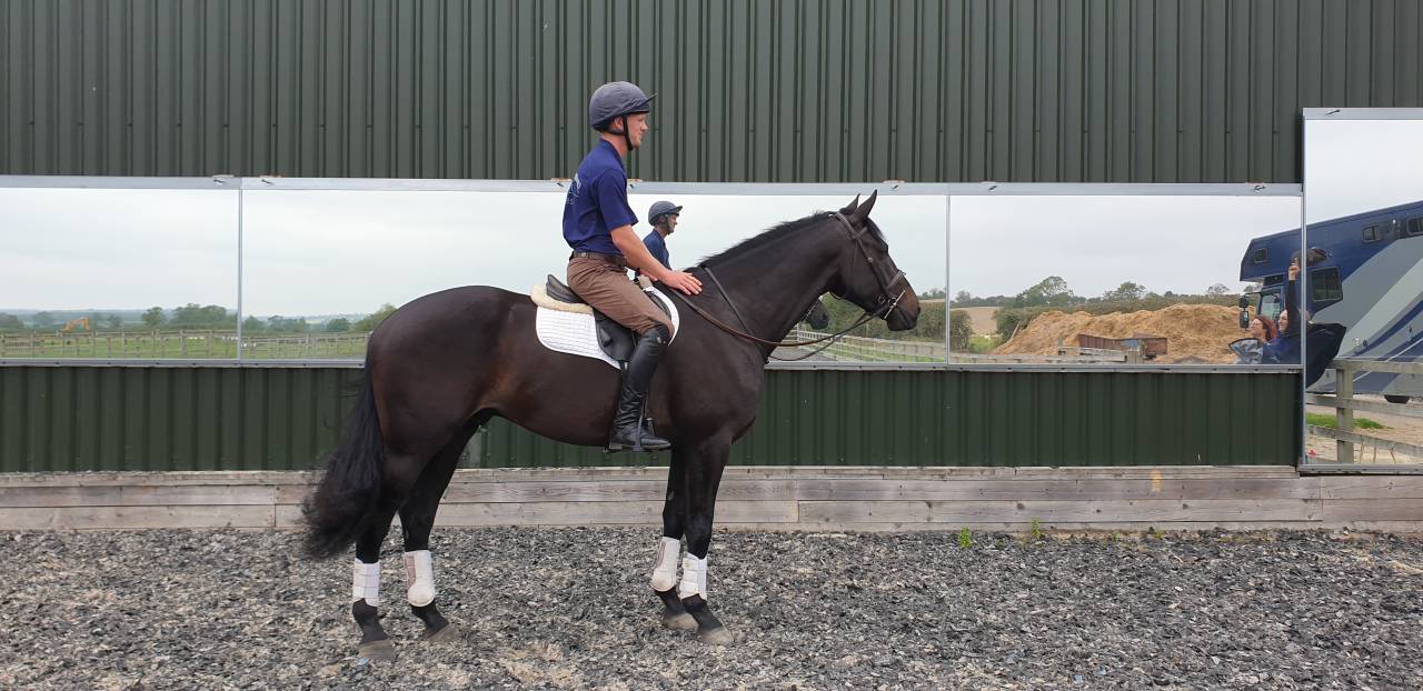 Caballo castrado AES Anglo European Studbook En venta 2016 Bayo moreno por Lynwood Constitution