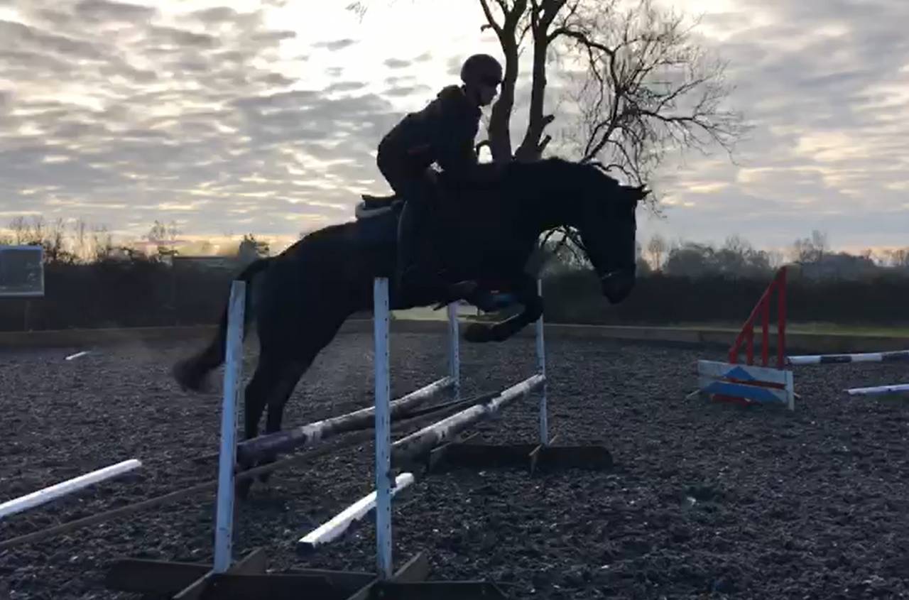 Caballo castrado AES Anglo European Studbook En venta 2016 Bayo moreno por Lynwood Constitution