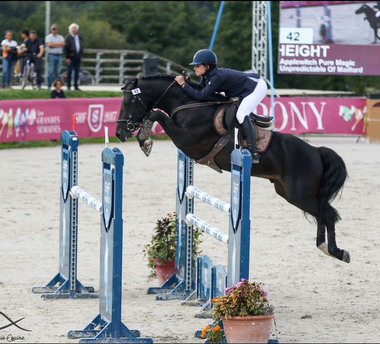 Yegua de ganadería New Forest En venta 2003 Bayo