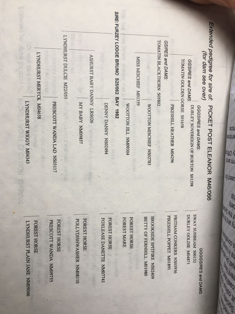 Yegua de ganadería New Forest En venta 2003 Bayo