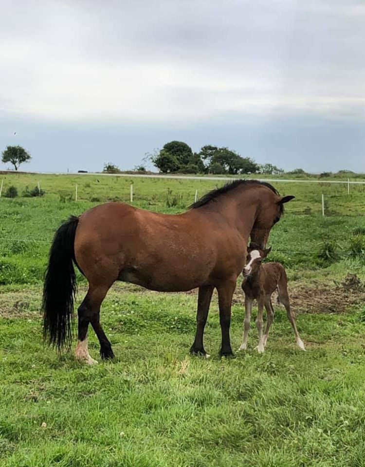 Yegua de ganadería New Forest En venta 2003 Bayo